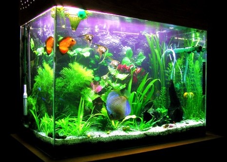 Оптимальное освещение для аквариума