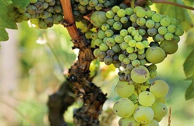 Причины возникновения и способы борьбы с горошением винограда