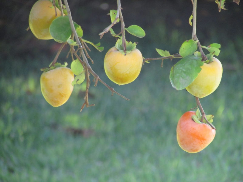 Необыкновенная ягода в саду – хурма. Посадка, уход, хранение