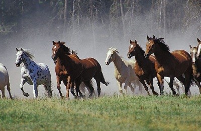 Классификации пород лошадей и их основные особенности