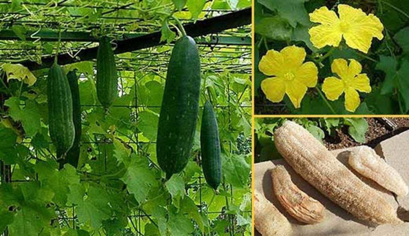 Растение люффа – особенности выращивания, первичная посадка, способы размножение и уход