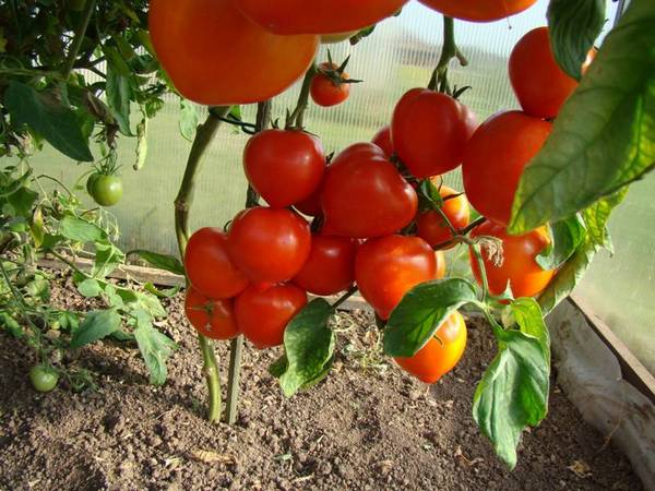 Как следует обрезать помидоры в теплице