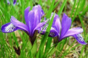 Цветы кукушкины слезки – лечебные свойства и противопоказания