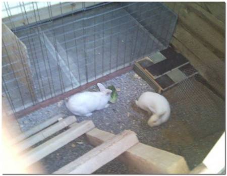 Разведение кроликов в ямах процесс