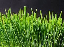 Трава железняк, полезные свойства и противопоказания – рецепты