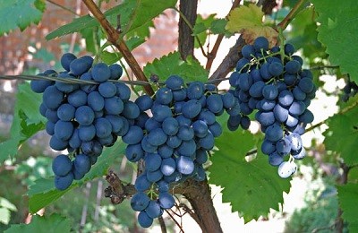 Виноград сорта Молдова: характерные особенности, посадка и уход