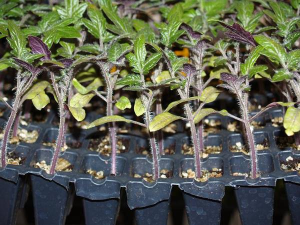 У помидоров фиолетовые листья: почему возникает проблема и что делать в подобном случае