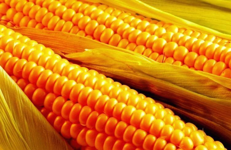 Лучшие сорта кукурузы для средней полосы России