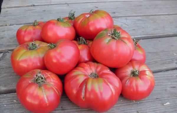 Актуальный вопрос: почему помидоры трескаются?