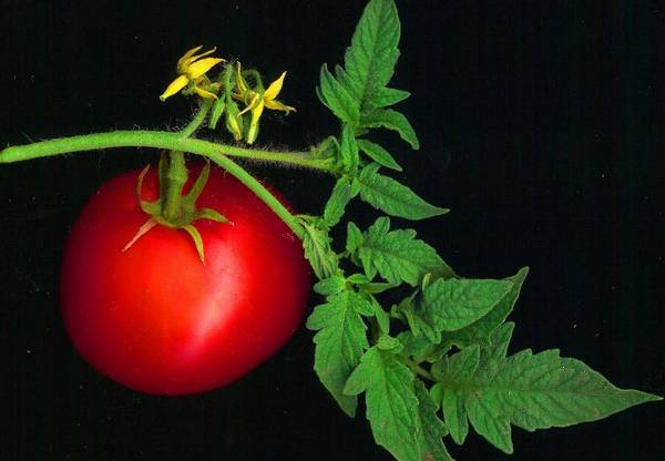 Почему иногда помидоры имеют мелкий лист
