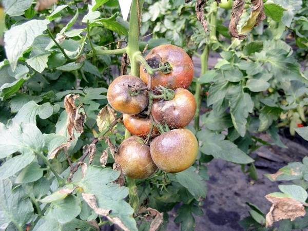 Как бороться народными средствамис фитофторой на помидорах