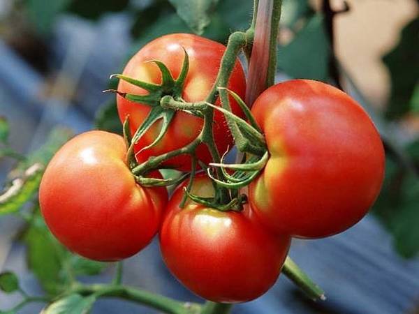 Способы лечения фузариозного увядания томатов