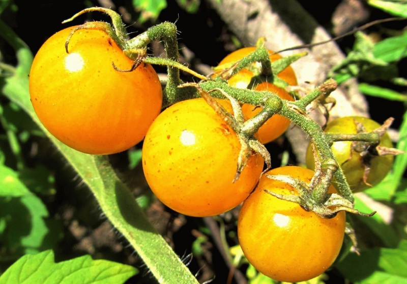 Низкорослые помидоры лучшие сорта для открытого грунта