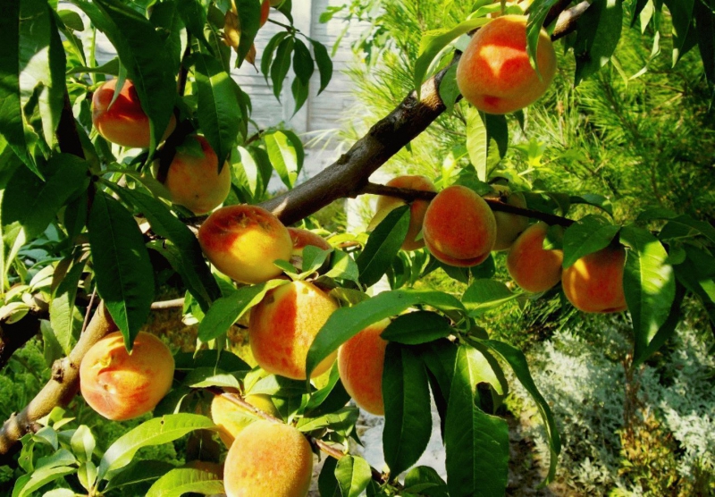 Лучшие сорта персика для Краснодарского края – уход и размножение