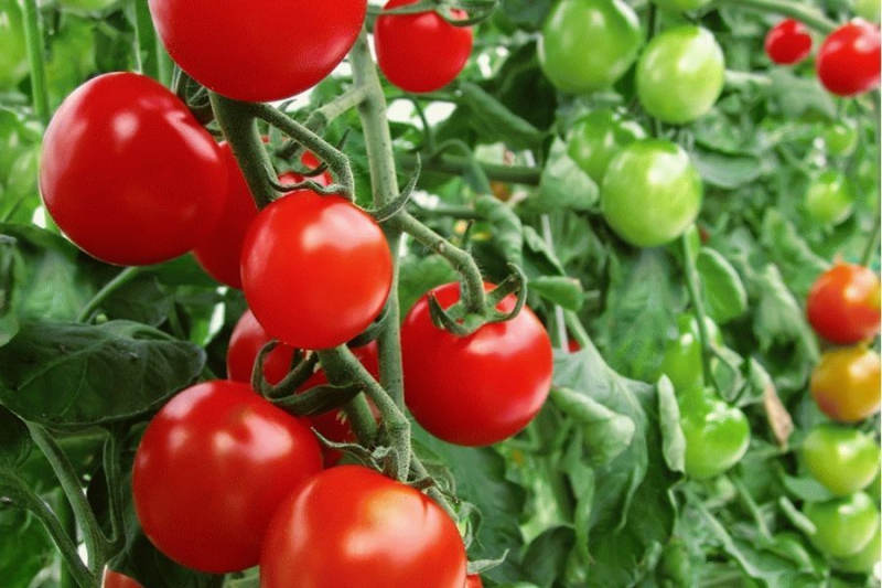 Лучшие сорта томатов для Подмосковья и Ленинградской области