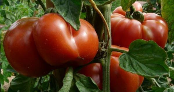 Для чего нужна обработка томатов борной кислотой?
