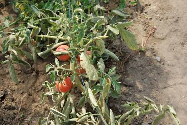 Способы лечения фузариозного увядания томатов