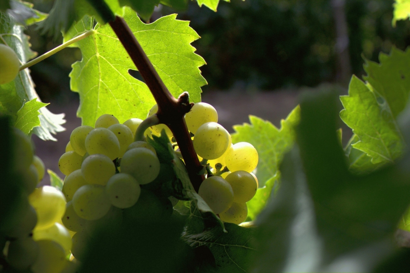 Лучшие винные сорта винограда для средней полосы России.