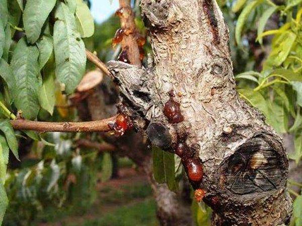 Распространенные болезни и вредители абрикосовых деревьев и способы их лечения
