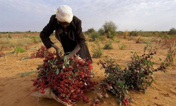Суданская роза: яркая красавица с целебными свойствами
