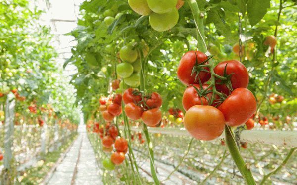 Лучшие сорта томатов для Подмосковья и Ленинградской области