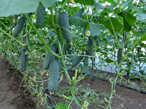 Выращивание огурцов в теплице из поликарбоната: советы и видео