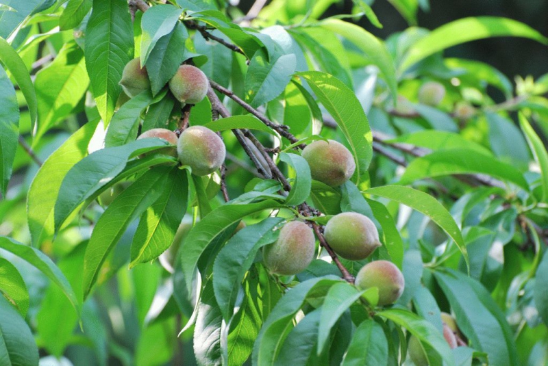 Персик обыкновенный — размножение, болезни, посадка и уход