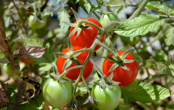 Почему иногда помидоры имеют мелкий лист
