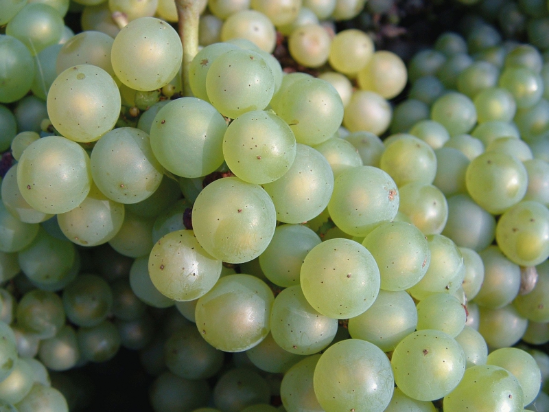Лучшие винные сорта винограда для средней полосы России.