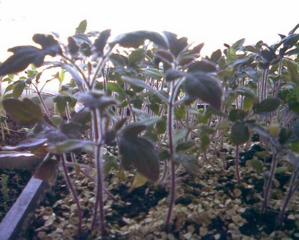 У помидоров фиолетовые листья: почему возникает проблема и что делать в подобном случае