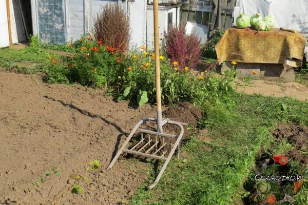 Как вывести пырей с огорода навсегда  чего боится сорняк, лучшее средство, как полоть