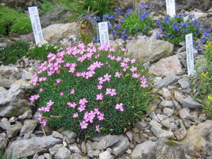 Цветы для альпийской горки