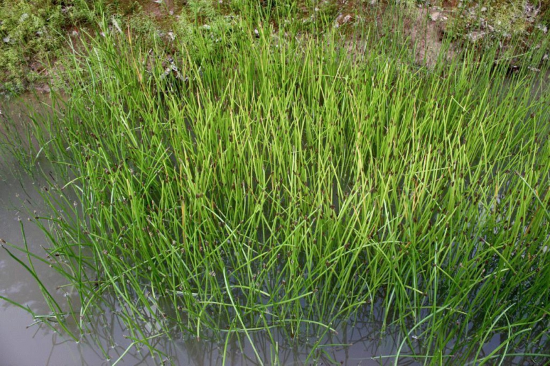 Растение болотница — размножение, посадка и уход