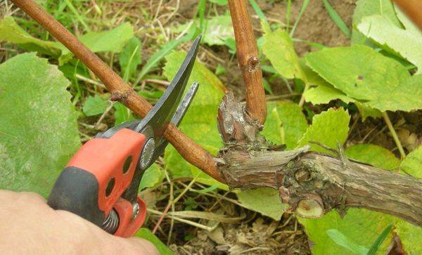 Описание и основные меры борьбы с милдью винограда