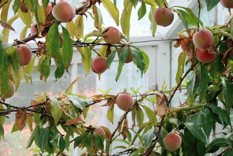 Персик обыкновенный — размножение, болезни, посадка и уход
