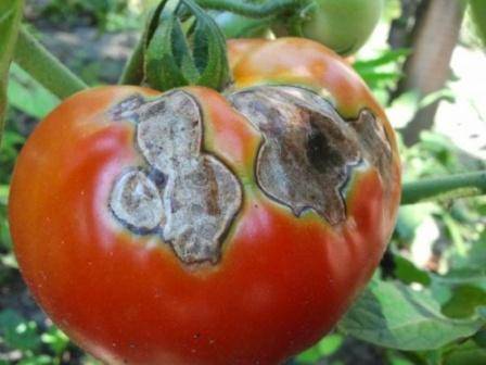 Плесень на помидорах в теплице: причины появления и методы борьбы