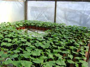 Выращивание огурцов в теплице из поликарбоната: советы и видео