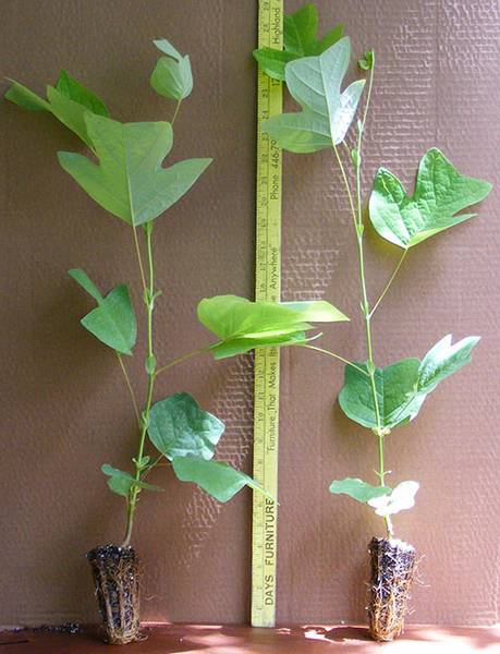 Особенности выращивания тюльпанового дерева дома