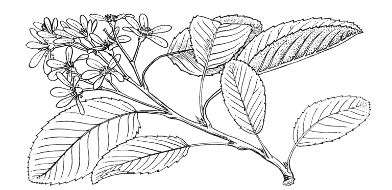 Амелосорбус — выращивание, размножение, посадка и уход.