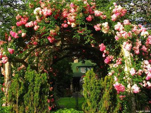 Особенности садовых арок