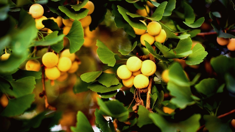 Дерево гинкго билоба – выращивание, размножение, посадка и уход