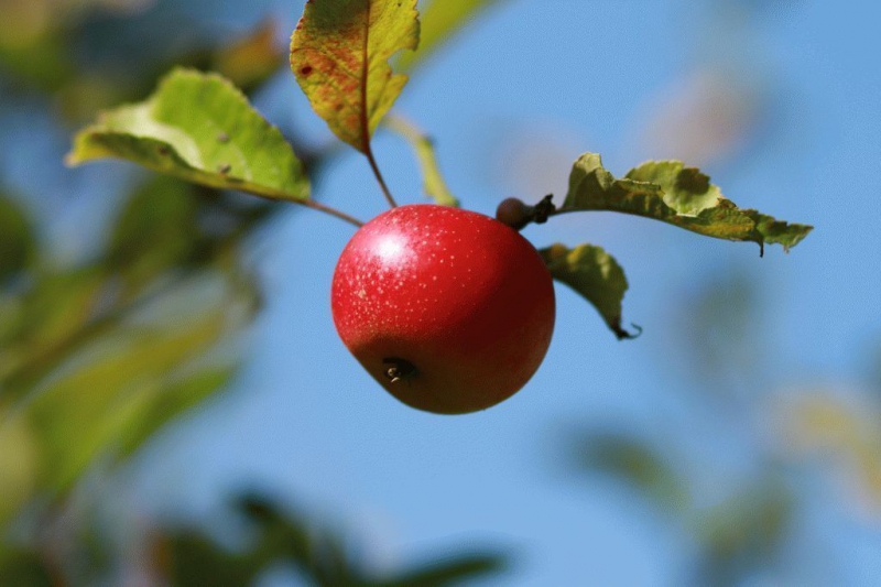 Лучшие сорта колонновидных яблонь для средней полосы России