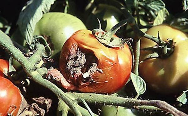 Плесень на помидорах в теплице: причины появления и методы борьбы