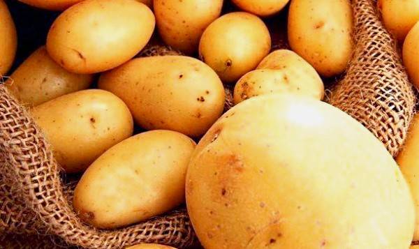 Что делать, если желтеют листья у картофеля
