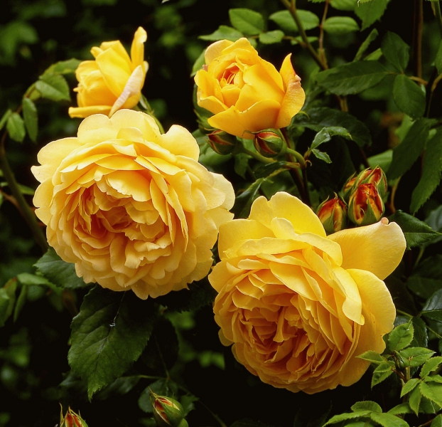 Лучшие сорта желтых роз Флорибунда – посадка и уход