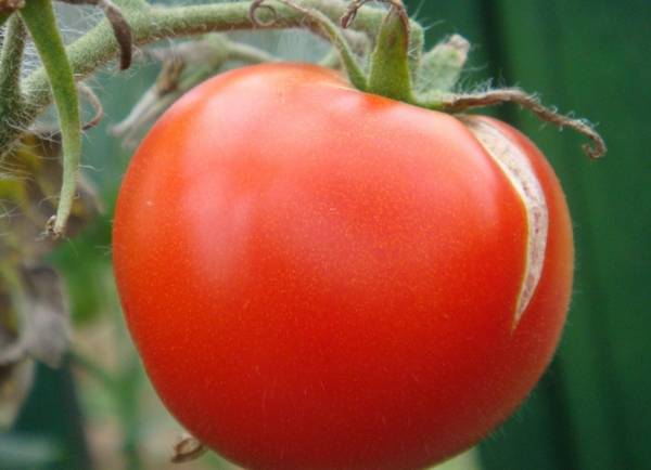 Актуальный вопрос: почему помидоры трескаются?
