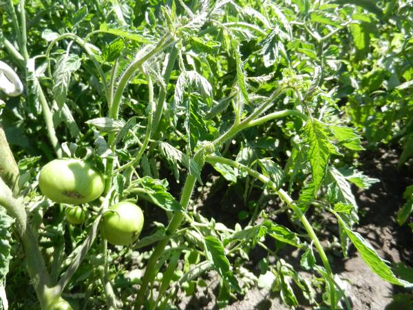 Как бороться с тлей на рассаде помидоров