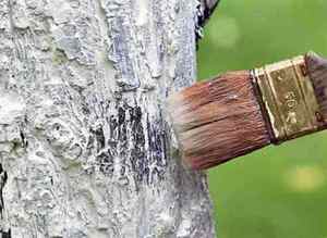 Побелка деревьев: срок и состав побелки на зиму