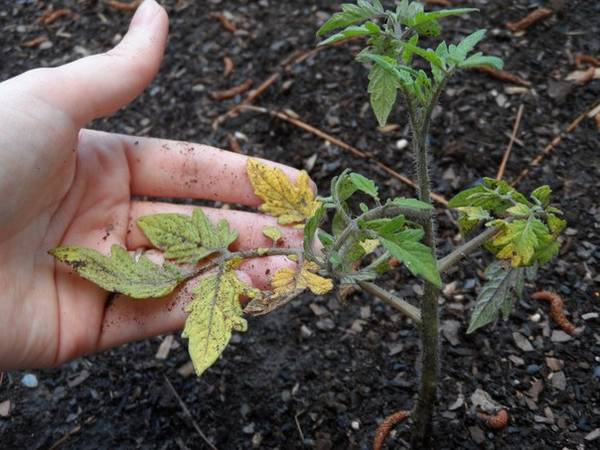 Помощь огороднику: как спасти рассаду помидоров от увядания