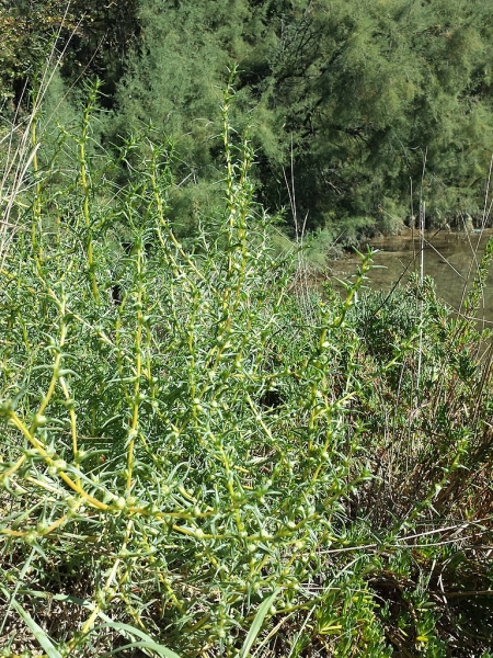 Солянка содоносная — выращивание, посадка, размножение и уход